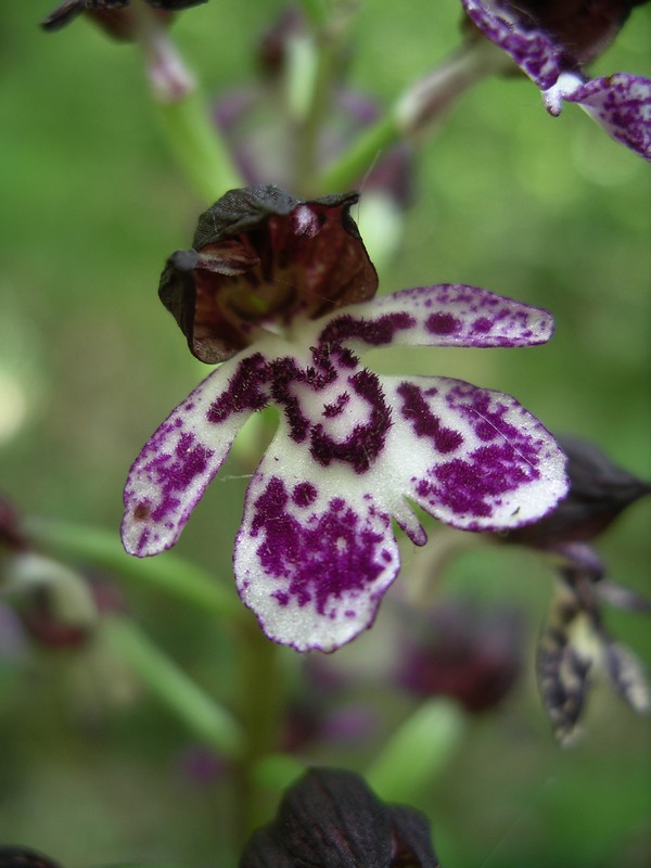 Orchis purpurea? Ibrido?